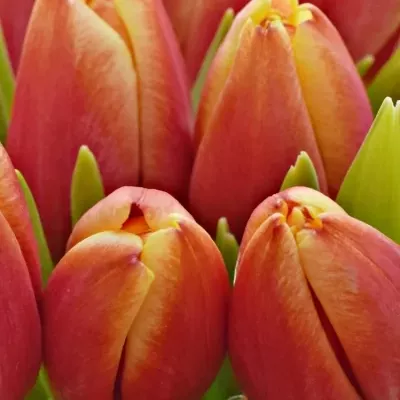 Benefice Amelie Kytice 25 tulipánů LEEN VAN DER MARK
