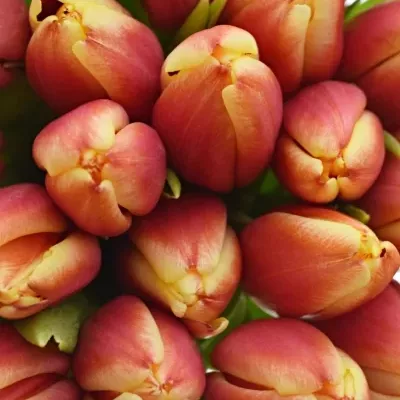 Benefice Amelie Kytice 50 tulipánů LEEN VAN DER MARK