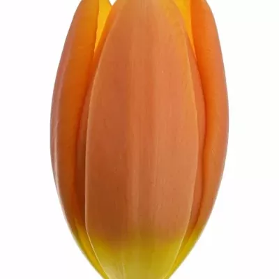 Tulipán EN PRINSES CATHARINA-AMALIA 39cm/31g