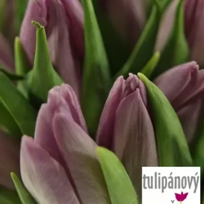 Benefice for Amelia TULIPA CANDY PRINCE