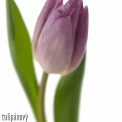 Benefice for Amelia TULIPA CANDY PRINCE