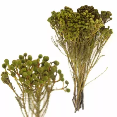 BERZELIA ABROTANOIDES 40cm