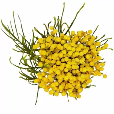 Berzelia ABROTANOIDES BARVENÁ YELLOW 50cm