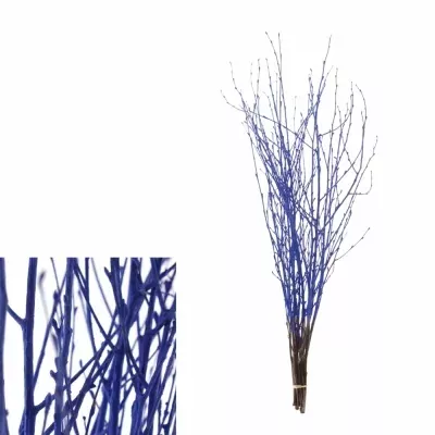 BETULA ALBA BLUE 70cm