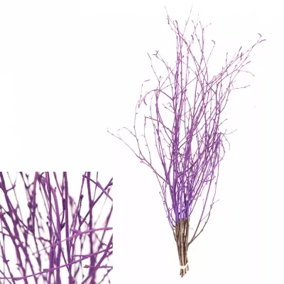 BETULA ALBA DARK LILA 60cm