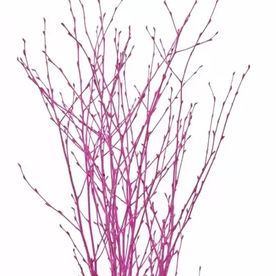 BETULA ALBA ERIKA 60cm