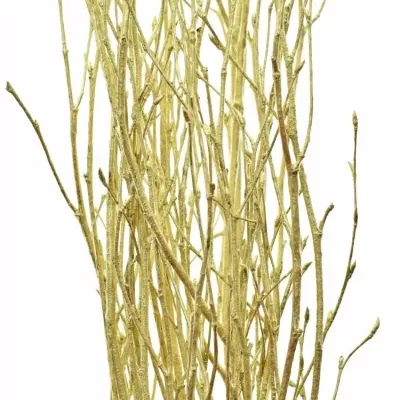 BETULA ALBA GOLD 60cm