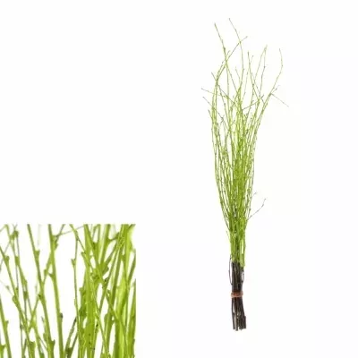 BETULA ALBA GREEN 60cm