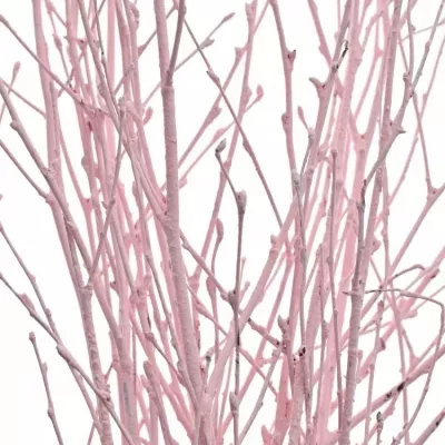 BETULA ALBA LIGHT PINK 60cm