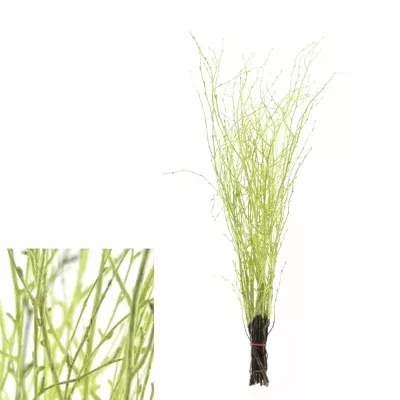 BETULA ALBA MINT 60cm