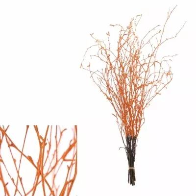 BETULA ALBA ORANGE 60cm