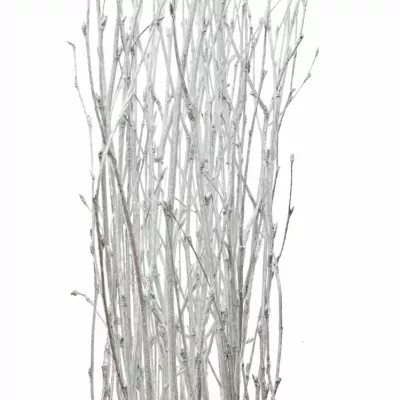 BETULA ALBA SILVER 60cm