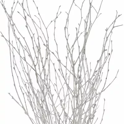 BETULA ALBA WHITE 60cm