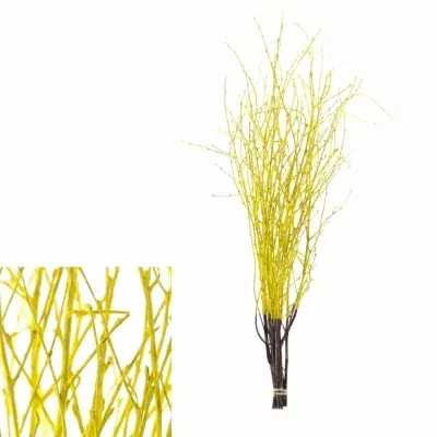 BETULA ALBA YELLOW 60cm