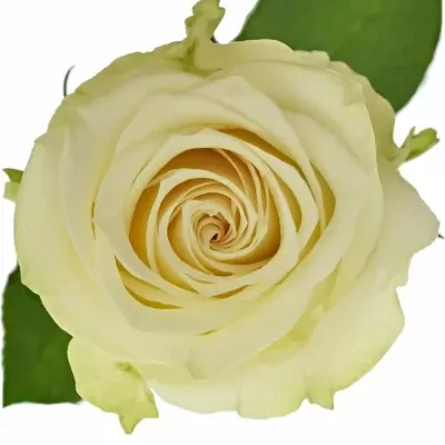 Bílá růže ADALONIA 80cm (XXL)