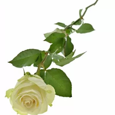 Bílá růže ADALONIA 80cm (XXL)