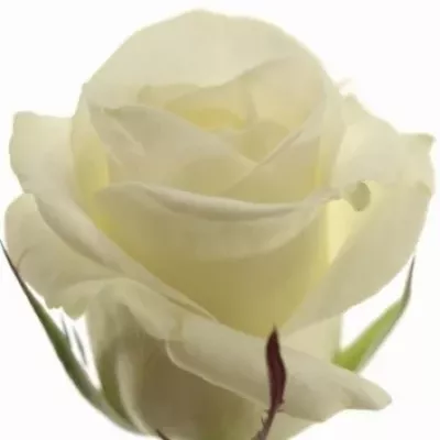 Bílá růže AKITO 70cm 