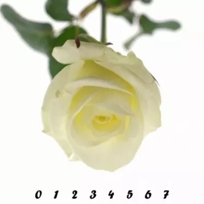 Bílá růže AKITO 70cm (XL)