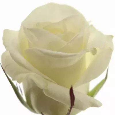 Bílá růže AKITO 40cm (S)