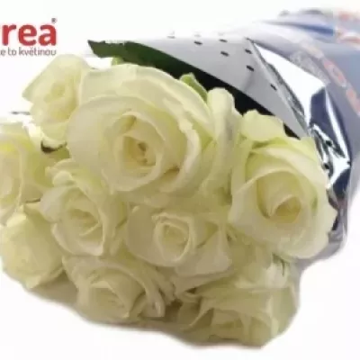 Bílá růže AKITO 70cm (XL)