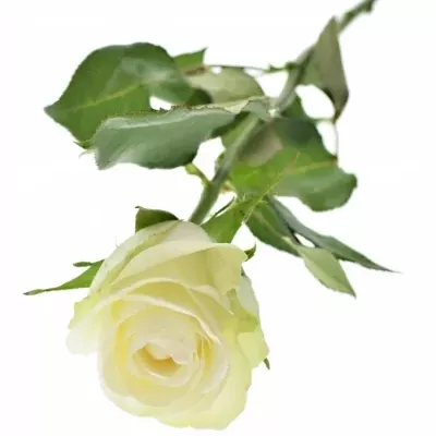 Bílá růže ALBA 70cm
