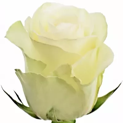 Bílá růže ALBA 70cm