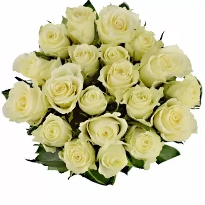 Bílá růže ALBATROS 60cm (L)