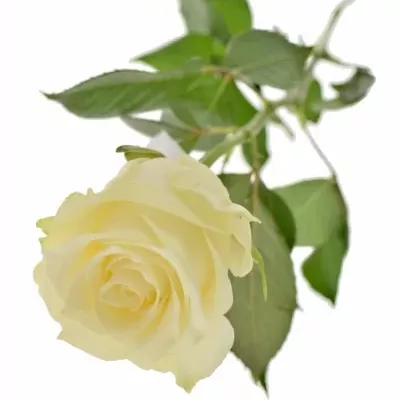Bílá růže ALBATROS 60cm (L)