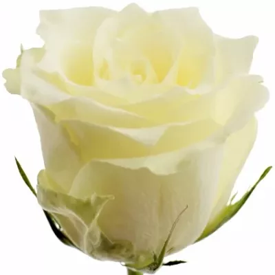 Bílá růže ALBATROS 70cm (L)