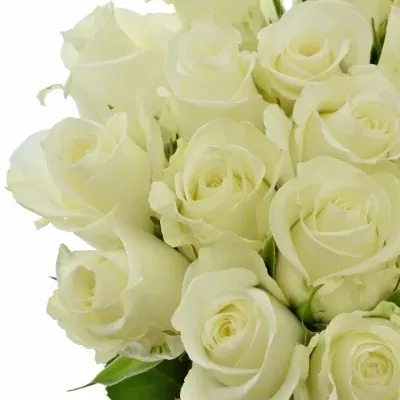 Bílá růže ALPE D´HUEZ 50cm (M)