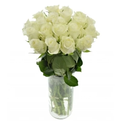 Bílá růže ALPE D´HUEZ 50cm (M)