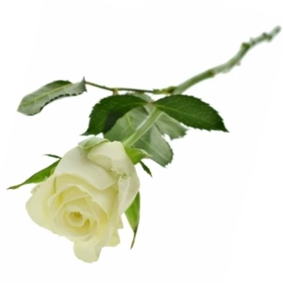 Bílá růže ALPE D´HUEZ 50cm (M)