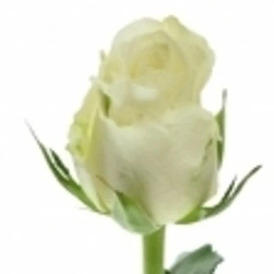 Bílá růže ALPE D´HUEZ 50cm (M)