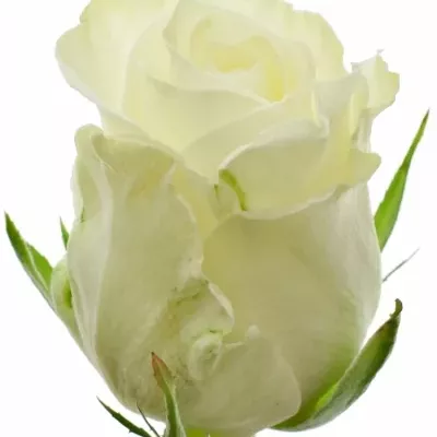 Bílá růže ALPE D´HUEZ 50cm (M)