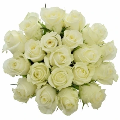 Bílá růže ALPE D´HUEZ 50cm (M)