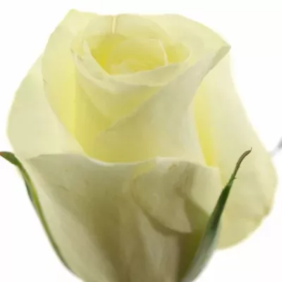 Bílá růže ANDALUSIA 50cm (XL)