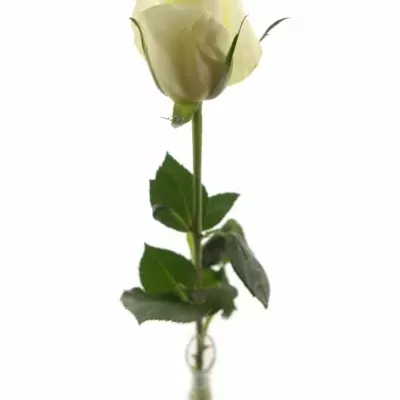 Bílá růže ANDALUSIA 