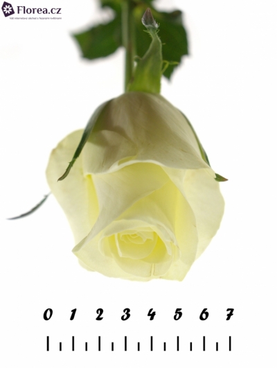 Bílá růže ANDALUSIA 