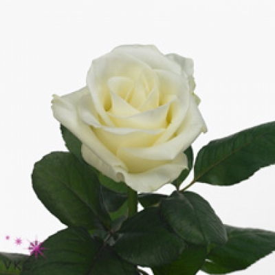 Bílá růže APRES SKI! 70c