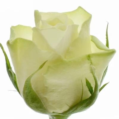 Bílá růže ATHENA 50cm