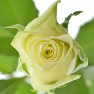 Biela ruža ATHENA 50cm