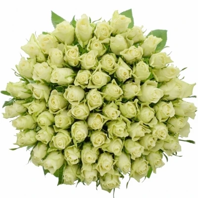 Bílá růže ATHENA 50cm