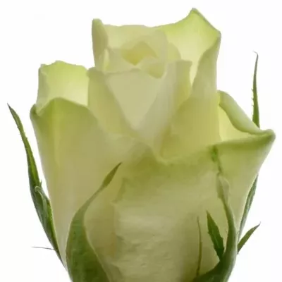 Biela ruža ATHENA 50cm (M)