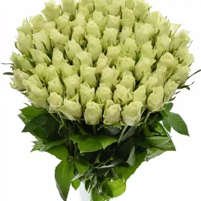 Biela ruža ATHENA 50cm