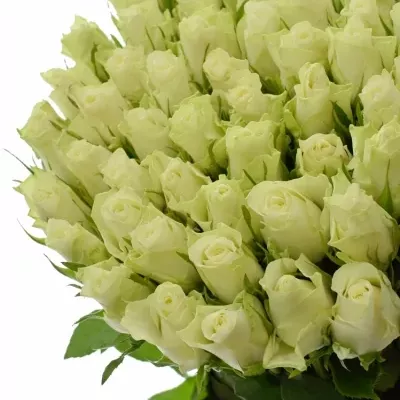 Bílá růže ATHENA 50cm