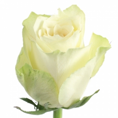 Bílá růže ATHENA 50cm
