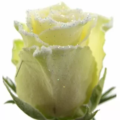 Biela ruža ATHENA FROST