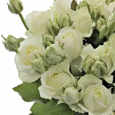 Bílá růže AVALANCHE 70cm/3+