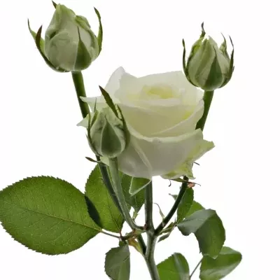 Bílá růže AVALANCHE 70cm/3+