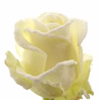 Bílá růže AVALANCHE FROST 70cm (L)